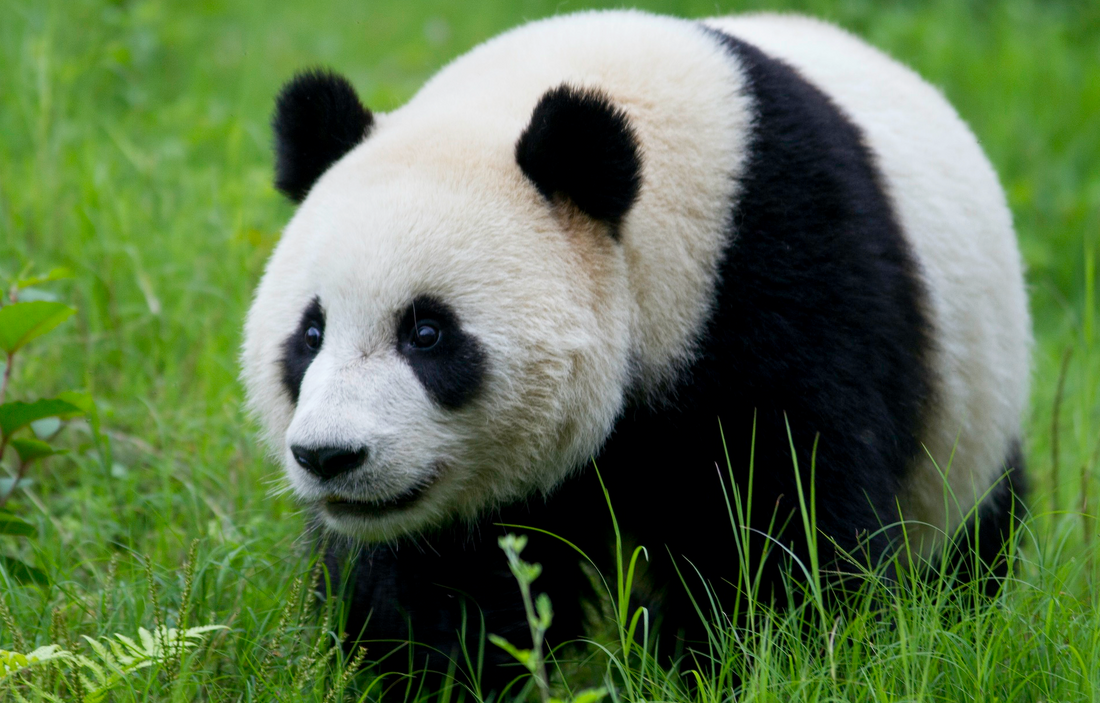 The Vegetarian Carnivore: Unlocking the Giant Panda’s Secrets