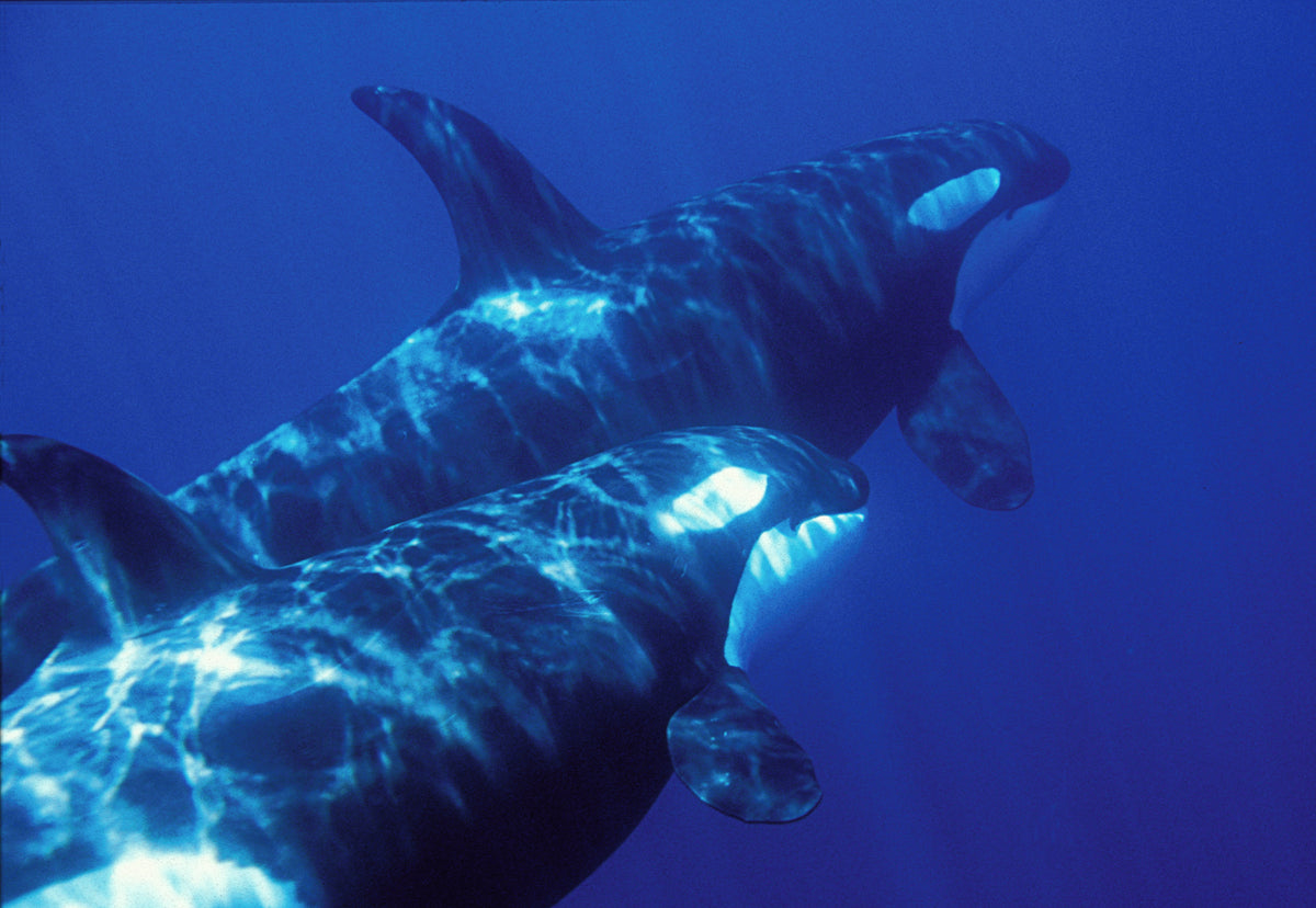 Positive Orca SUPPORTING ORCA – EUGY