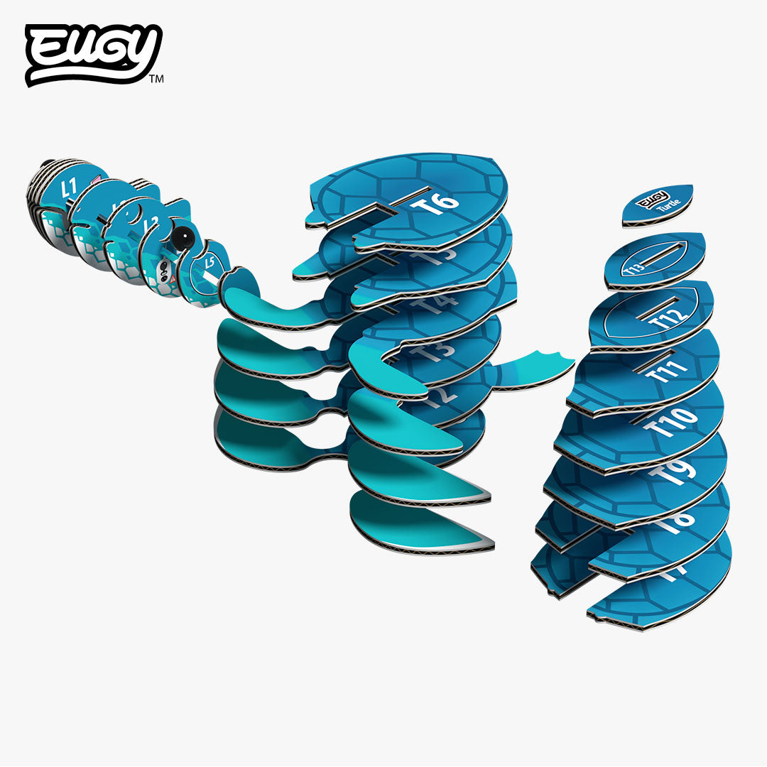 038 Turtle – EUGY